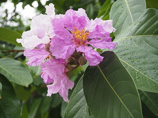 ルアンパバーンでは今の季節よく見かける花。
