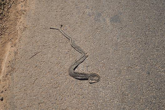 村に入る前に蛇を踏みそうになりました。　干からびている。