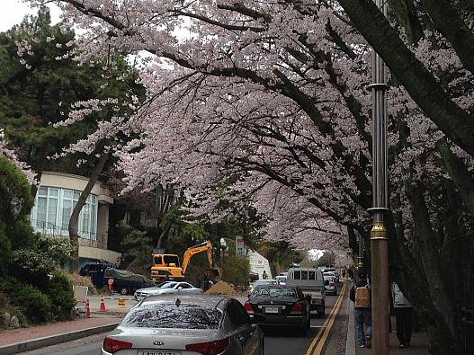 桜満開。
車も人も沢山。