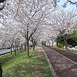 三楽公園の桜