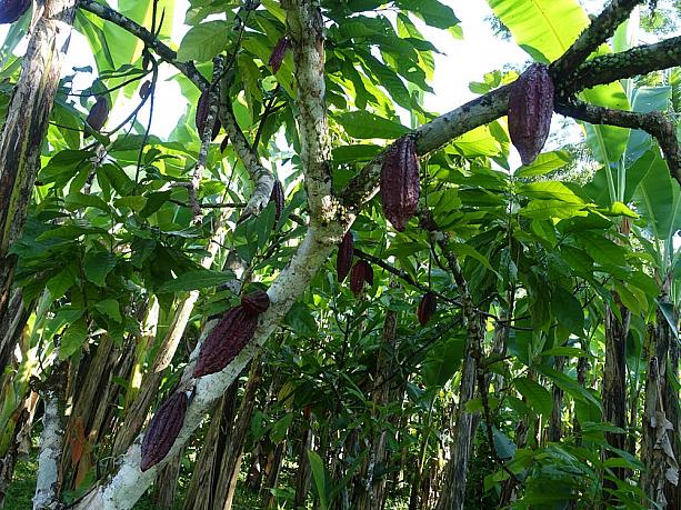 バナナ畑を突っ切っていくと、カカオが！南国っぽいですね～。