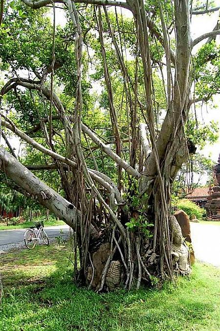 これは木に絡まったヒンドゥー教の神様。本当に木の幹にがっちりと絡まっているんですよ。一体どうやって作ったのだろう。神秘的な雰囲気が漂います。
