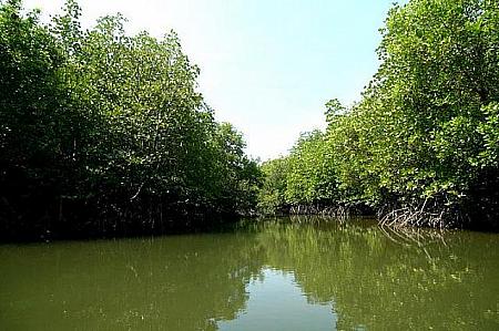 広かった川もマングローブの茂みでどんどん阻まれていきます。
