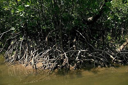 広かった川もマングローブの茂みでどんどん阻まれていきます。
