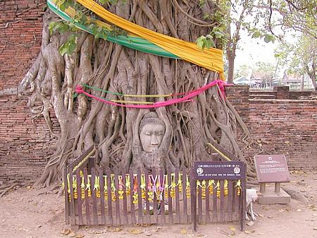 境内にある菩提樹の根に取り込まれた石仏の頭部