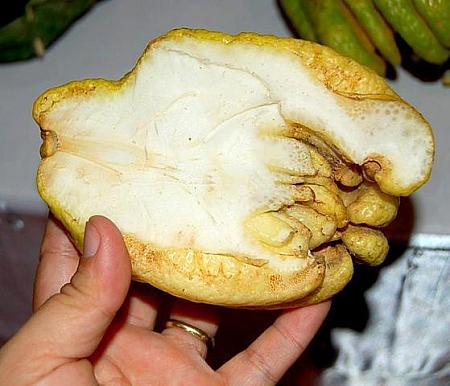 ■ソムオームー <br>
ムーとはタイ語で指のこと。名前の通り指の形をしたザボン！食用ではなく香料として使います。 