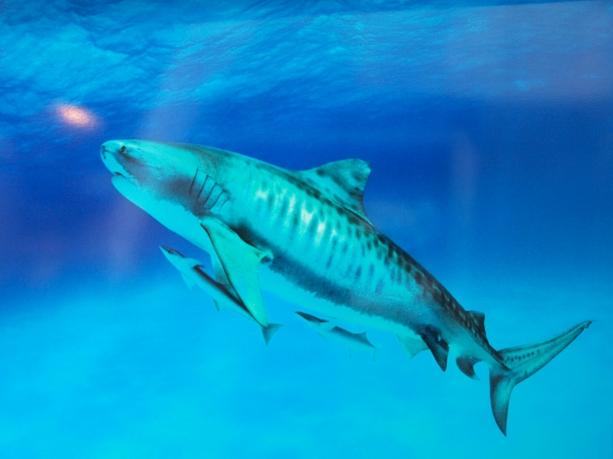 「STOP SHARK FINNING!」フカヒレのために多くのサメのヒレだけが狙われているそうです