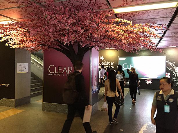 日本はお花見の時期ですが、バンコクでも地下鉄の駅で桜を発見！