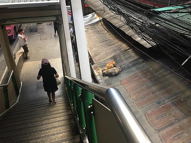 BTSトンロー駅前に並ぶ店の軒先に猫を発見！