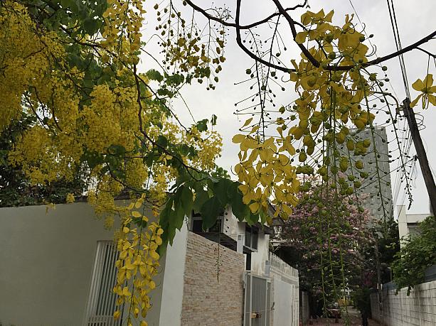 鮮やかな黄色が美しいこの花が楽しめるのも、今の季節だけ。こちらも満開で見頃です。