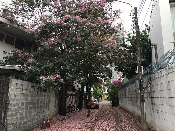 日本は花見の季節ですが、タイも今の時期しか見られない通称“タイ桜”が見頃です。
