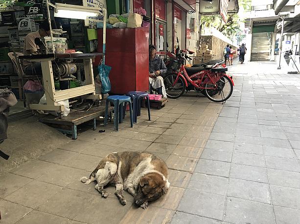 そして、タイではよく見かける野良犬！道でデーンと横になっています。