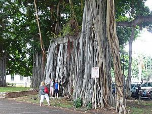 敷地内に生息する巨大なバニヤンツリー。記念撮影している人の大きさと比較してみて！！