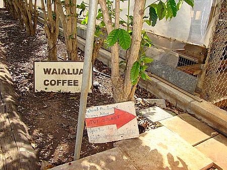 「ワイアルア・コーヒー“トップシークレット”舞台裏見学の小道」と書かれたサイン