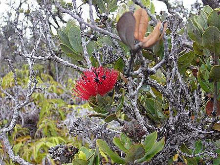 ハワイ島で見られるオヒアレフアの花。