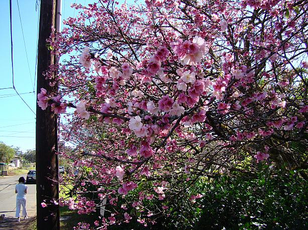 ワヒアワの桜は沖縄の名護からやってきた琉球緋寒桜です。眼福でした！