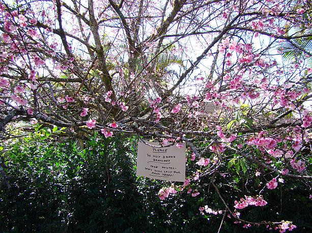 ん？こちらのお宅の桜には注意書きが。「枝を折らないでください。（代わりに）写真を撮れば何年も楽しめますよ」と。
