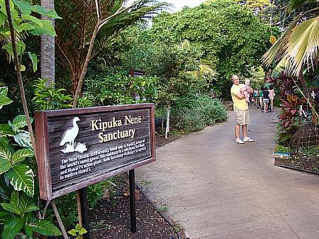 ハワイの州鳥ネネ Nene もさらっと流します。