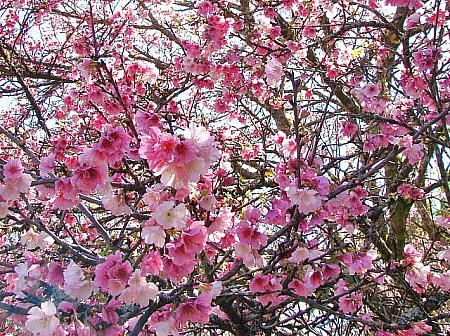 ハワイでも桜は日本文化の象徴