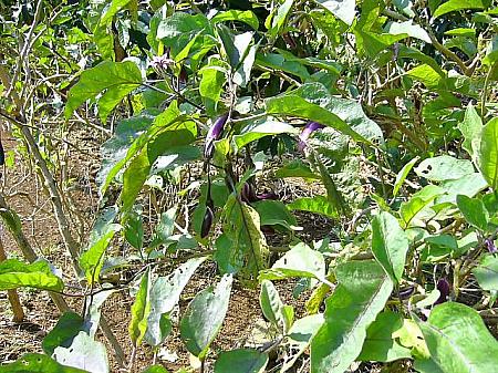 ハワイで栽培されているジャパニーズ・エッグプラント（日本ナス）。