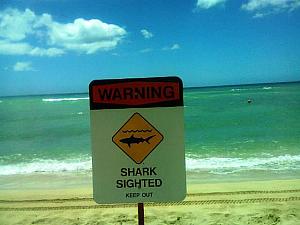 サメ注意の看板が立ってる日はさすがにローカルも海にははいっていません。