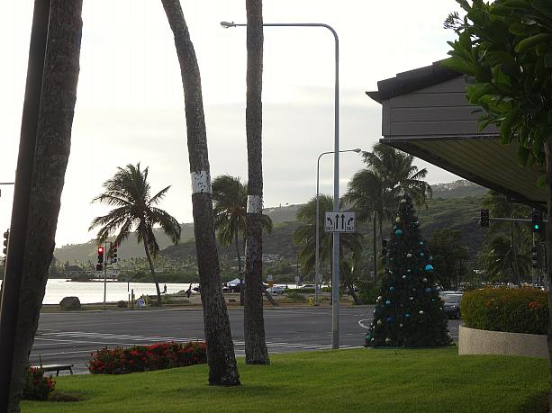 ワイキキからは車で30～40分。郊外タウンのハワイカイ。ハワイカイ・タウンセンター敷地には、もうクリスマスツリーが。