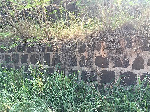 収容所の施設は収容された日系人自らが作らされました。この石垣もそのひとつ。日本式の作り方をした石垣でした。