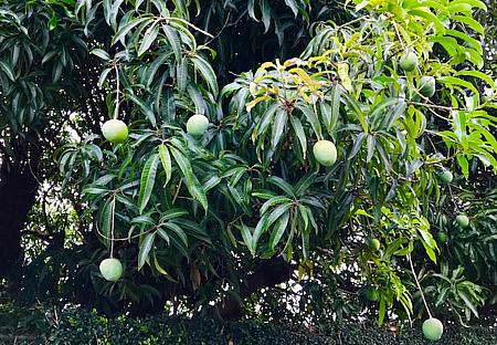 近所の軒先のマンゴもあとすこしで完熟です！