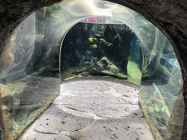 子供なら、こんなトンネルに入ってじっくり魚たちを観察したり。（残念ながら大人にはちょっとサイズが小さいトンネルです）