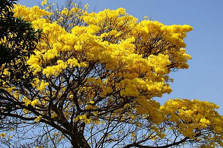 ハワイの春のシンボルともいえるシャワーツリー