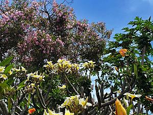 変わらずに咲き乱れるハワイの花々