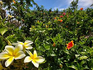 変わらずに咲き乱れるハワイの花々