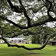 ヌウアヌ渓谷にあるハワイ大神宮。天照大御神（あまてらすおおみかみ）を祀る伊勢神宮系の神社です。