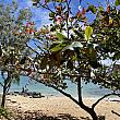 自然の木々に囲まれたゆったりとしたワイマナロの海辺。ハワイにいる幸せを実感するひとときです。