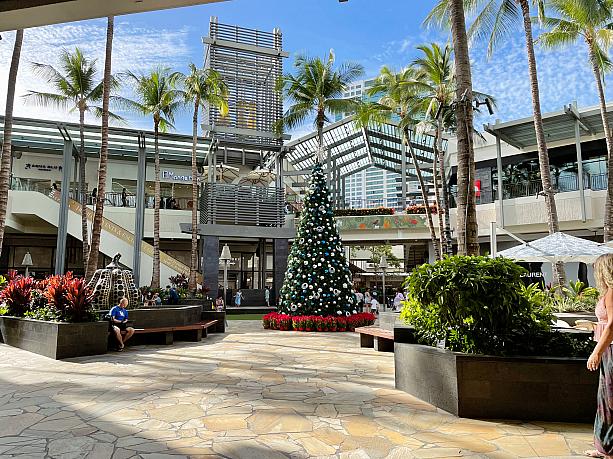 センター内エヴァウィングのクリスマスツリー。ハワイにはアメリカ本土から毎年平均250,000本の一般販売用クリスマスツリーが輸入されます。今年は運賃や人件費などの高騰により、ツリーもプライスアップするとのニュースがありました。約5,000本のツリーを載せた第一弾のコンテナはすでにハワイに到着。販売開始は17日頃といわれています。一般家庭へツリーが登場するのはもうしばらく先のよう。