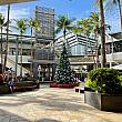 センター内エヴァウィングのクリスマスツリー。ハワイにはアメリカ本土から毎年平均250,000本の一般販売用クリスマスツリーが輸入されます。今年は運賃や人件費などの高騰により、ツリーもプライスアップするとのニュースがありました。約5,000本のツリーを載せた第一弾のコンテナはすでにハワイに到着。販売開始は17日頃といわれています。一般家庭へツリーが登場するのはもうしばらく先のよう。
