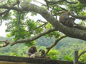 九龍接收水塘までの道には猿がいっぱい