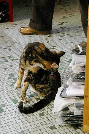 猫空間では、お足もとにご注意ください。猫が毛繕い中です。
