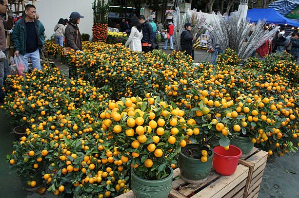 金運アップの柑桔の鉢植えは、旧正月中、街のいたるところで見かけます。