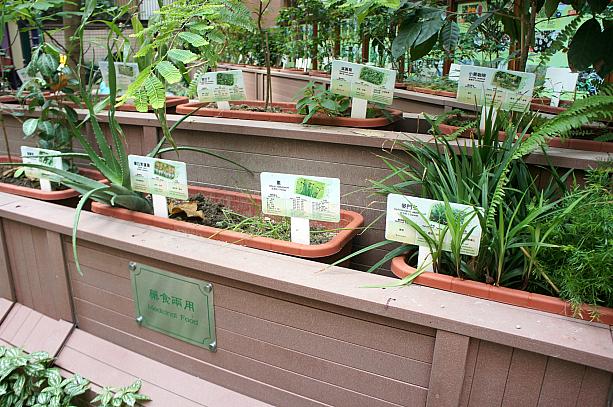 花壇には、園内で紹介されている植物が実際に植えられているんですよ。香港らしいですね。