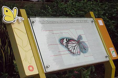 これは、蝶の生態説明。勉強なるな〜〜。