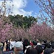 そしてそこにあったのは満開の花を咲かせた桜の木。だいたい８０本程の桜が植えられているのだそう！