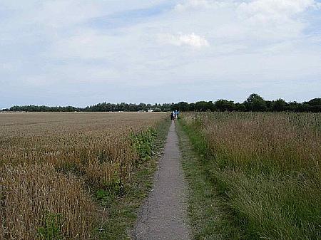 麦畑の中の細道を延々と歩きました！