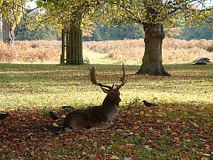 葉っぱの絨毯の上でリラックスする鹿