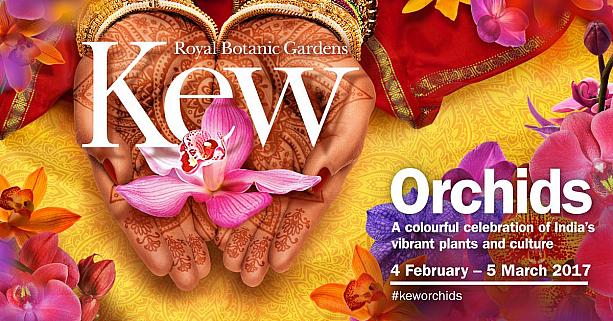 毎年キューガーデンで開催されている蘭の祭典『Orchids 2017』が今年も2月4日（土）から3月5日（日）まで開催されます。