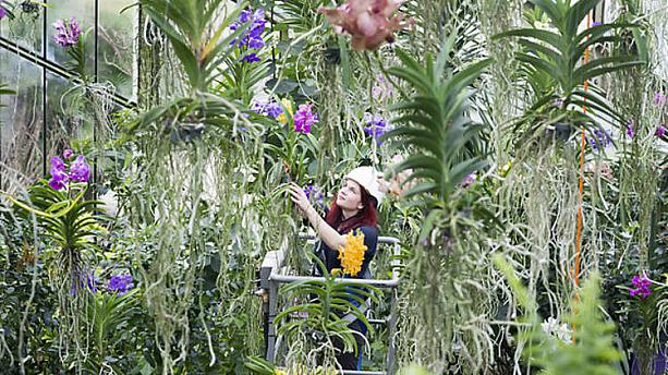 24年目を迎える、キューガーデンの春のイベントといえば蘭の祭典『Orchid Festival』。