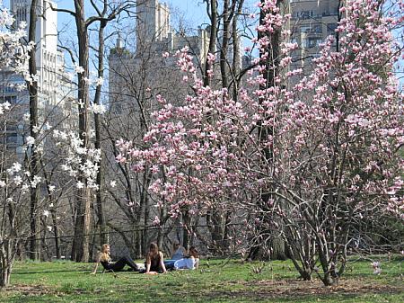 4月のニューヨーク 【2012年】 桜祭り イースタートライベッカ映画祭