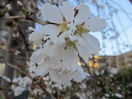 4月のニューヨーク 【2012年】 桜祭り イースタートライベッカ映画祭