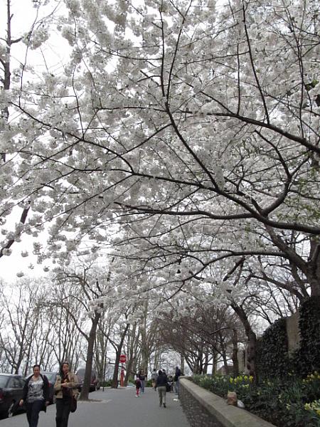 春のニューヨークの楽しみ方 桜 グラマシー ファーマーズマーケットセントラルパーク