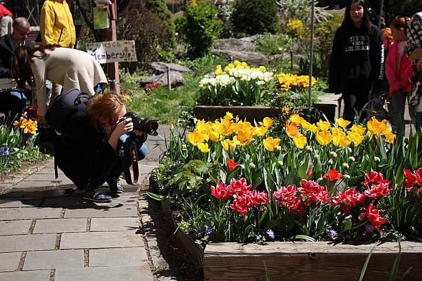 このコミュニティガーデンはチューリップを中心に13000本もの花があるそう。